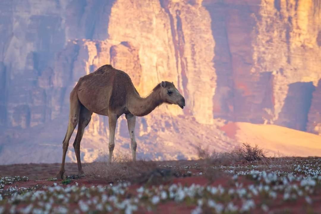 Wadi Rum Moon Camp Dış mekan fotoğraf